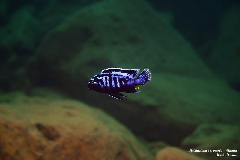 Maylandia sp. 'msobo' Manda